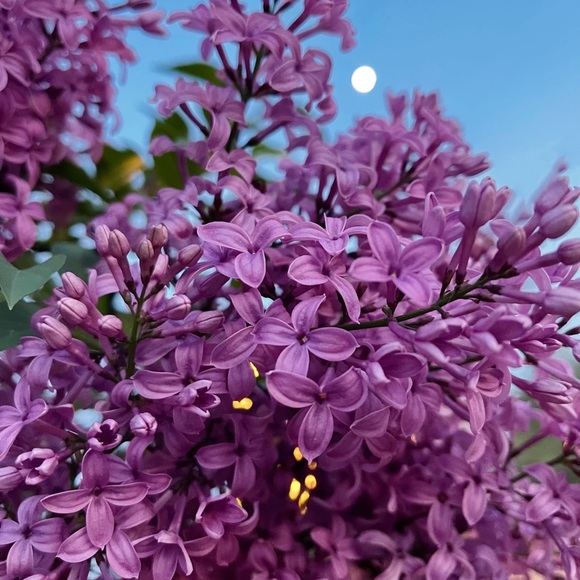 Meet your Posher, Synthia - Picture 2 of 2